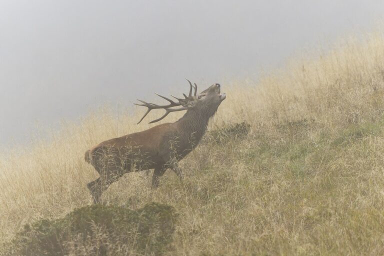 Cervo maschio durante il bramito