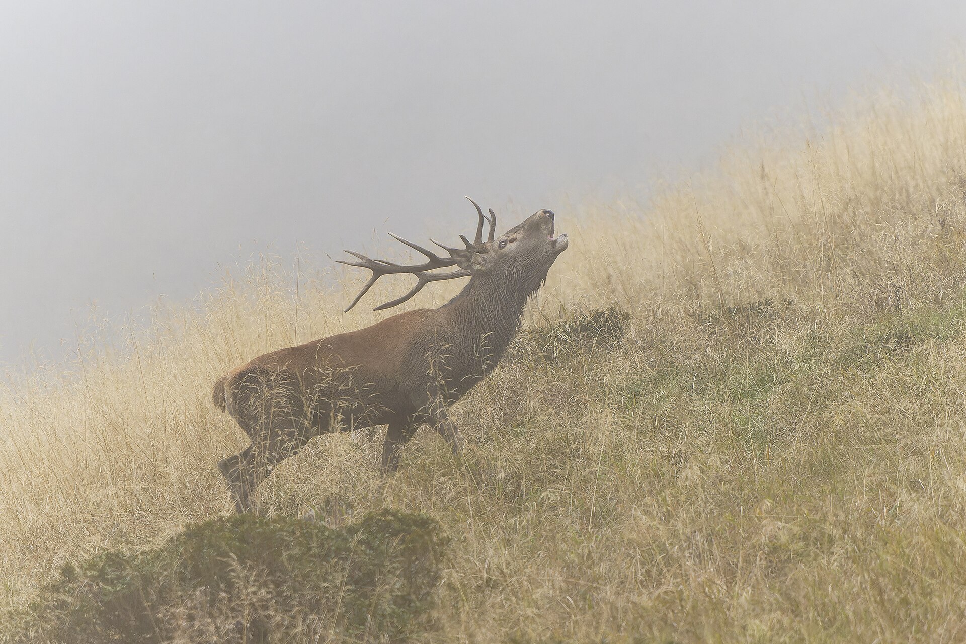 Cervo maschio durante il bramito
