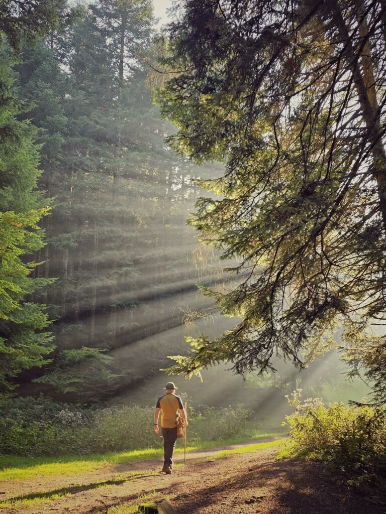 Un bosco della Val Camonica con la luce del mattino